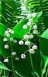 Blooming Lily of the valley in spring garden.