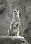 Small suricate on a rock, watching around