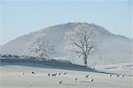 Herd of sheep in frosty field, The Lake District, UK