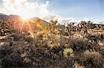 Landscape with sunlit cacti in Death Valley National Park, California, USA