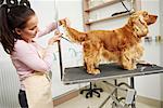 Female groomer trimming cocker spaniel's tail at dog grooming salon