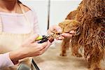 Hand of female groomer clipping nails of cocker spaniel at dog grooming salon