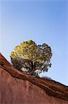Rock formation with single tree, Escalante, Utah, USA