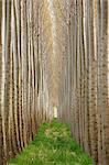 Rows of commercially grown poplar trees.