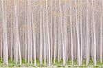 Rows of commercially grown poplar trees.