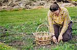 Woman kneeling in a garden, harvesting spears of green asparagus with a knife, a basket beside her.