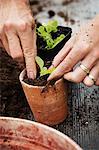 Close up high angle view of person planting a seedling in a terracotta flower pot.