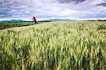 Man in sportswear riding bicycle on road amidst green field