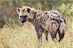 Portrait of young spotted hyena (Crocuta crocuta) in the Okavango Delta in Botswana, Africa