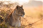 Portrait of an African lioness (Panthera leo) sitting in the brush at the Okavango Delta in Botswana, Africa