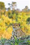 Portrait of a cheetah (Acinonyx jubatus) lying in the ground looking into the distnace at the Okavango Delta in Botswana, Africa