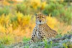 Portrait of a cheetah (Acinonyx jubatus) looking at the camera at the Okavango Delta in Botswana, Africa