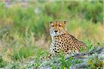 Portrait of a cheetah (Acinonyx jubatus) lying on the ground looking at the camera in the Okavango Delta in Botswana, Africa