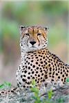 Portrait of a cheetah (Acinonyx jubatus) lying on the ground looking at the camera at the Okavango Delta in Botswana, Africa