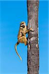 Chacma baboon (Papio ursinus) climbing a palm tree at the Okavango Delta in Botswana, Africa