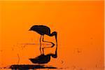 Silhouette of a yellow-billed stork (Mycteria ibis) hunting in a pool at sunrise at the Okavango Delta in Botswana, Africa