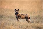 Wild dog (Lycaon pictus) standing in the grass looking over shoulder at the Okavango Delta in Botswana, Africa