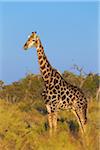 Profile portrait of a southern giraffe (Giraffa giraffa) standing in field at the Okavango Delta in Botswana, Africa