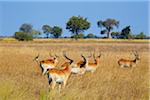 Group of red lechwes (Kobus leche leche) standing in the grass at the Okavango Delta in Botswana, Africa