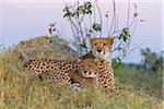 Portrait of cheetahs (Acinonyx jubatus), mother and young lying in the grass looking alert at the Okavango Delta in Botswana, Africa