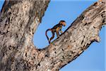 Young Chacma baboon (Papio ursinus) climbing a tree at the Okavango Delta in Botswana, Africa