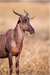 Portrait of a Topi or Tsessebe (Damaliscus lunatus) standing in the grass at the Okavango Delta in Botswana, Africa