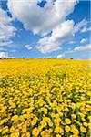 Field of Dyer's chamomile (Anthemis tinctoria) in summer at Guentersleben in Bavaria, Germany