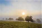 Countryside with apple trees in fields and the sun glowing through the morning mist in the community of Grossheubach in Bavaria, Germany