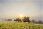 Countryside with apple trees in fields and the sun glowing through the morning mist in the community of Grossheubach in Bavaria, Germany