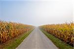 Field road through cornfield with morning mist in autumn in te community of Grossheubach in Bavaria, Germany