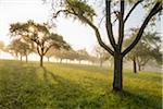 Silhouette of apple trees in a field with the sun shining through the morning mist in the village of Schmachtenberg in Bavaria, Germany