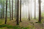 Sun shining through the morning haze in a coniferous forest in the Odenwald hills in Hesse, Germany