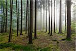 Sun shining through the morning haze in a coniferous forest in the Odenwald hills in Hesse, Germany