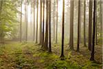 Sun shining through the morning haze in a coniferous forest in the Odenwald hills in Hesse, Germany