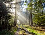 Forest path with morning mist and sun beams in the Odenwald hills in Hesse, Germany