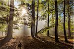 Forest in the morning with sun rays though the haze in the Odenwald hills in Hesse, Germany