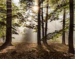 Forest in the morning with sun rays through the haze in the Odenwald hills in Hesse, Germany