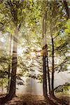 Forest in the morning with sun rays through the haze in the Odenwald hills in Hesse, Germany