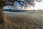 Countryside with apple tree in autumn with hoarfrost over the fields in the district of Vielbrunn in the Odenwald hills in Hesse, Germany