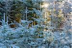 Coniferous forest with hoarfrost and sun shining through the trees in the Odenwald hills in Bavaria, Germany