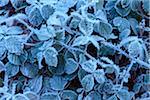 Close-up of blackberry leaves in autumn covered with rime in the Odenwald hills in Bavaria, Germany