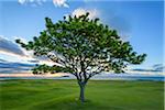 Maple tree on golf course on the coast at North Berwick in Scotland, United Kingdom