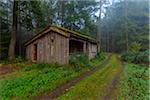 Wooden hut and dirt road in forest on a damp morning in Odenwald in Hesse, Germany