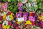 Close-up of colorful bunches of flowers for sale at the Flower Market in Amsterdam, Holland
