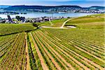 Rows of grapevines in fields of vineyards at Rudesheim in the Rhine Valley with views to the Rhine River, Germany