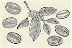 Coffee branch. Plant with leaf, berry, fruit, seed. Natural caffeine drink. Vector vintage drawn engraving illustration on beige background for shop