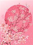 Cherry blossom background. Beautiful spring nature scene