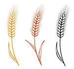 colorful isolated hand drawn wheat ears set