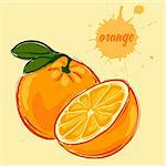 hand draw of orange vector illustration of isolated colorful
