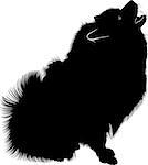 A portrait of a purebred male Keeshond (German Wolfspitz). Black silhouette of spitz. Spitz dog